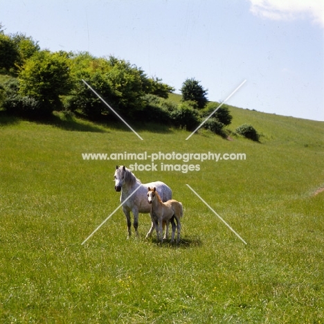 welsh mountain ponies, mare and foal at pendock stud, 