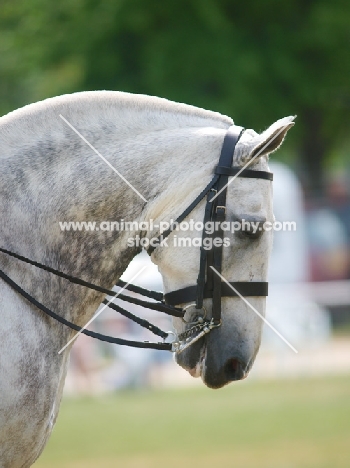 Cob horse profile