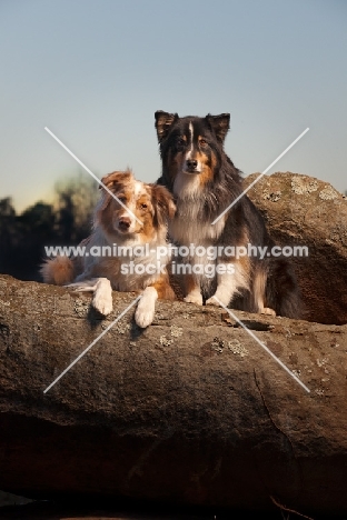 Australian Shepherd Dogs