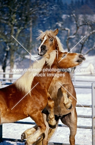 two Haflinger colts in play fight battling for supremecy