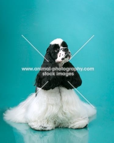 American Cocker Spaniel sitting on blue background