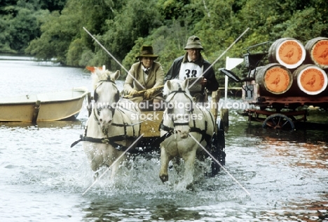 driving at windsor, pair of grey ponies