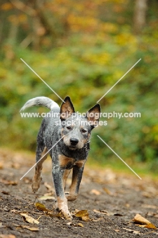 young blue Australian Cattle Dog walking towards camera