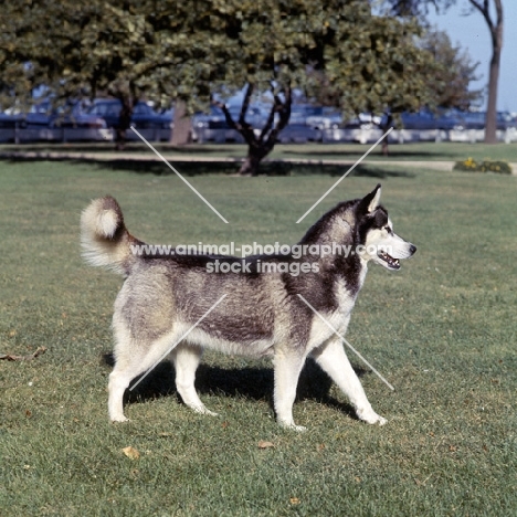 alaskan malamute am ch Williams grey dawn in usa walking on grass