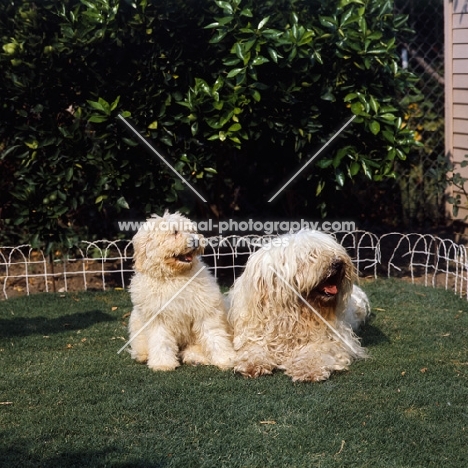 two komondors mother and puppy lying on grass