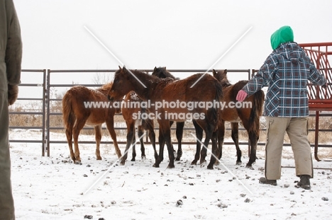 Morgan Horse huddled up together