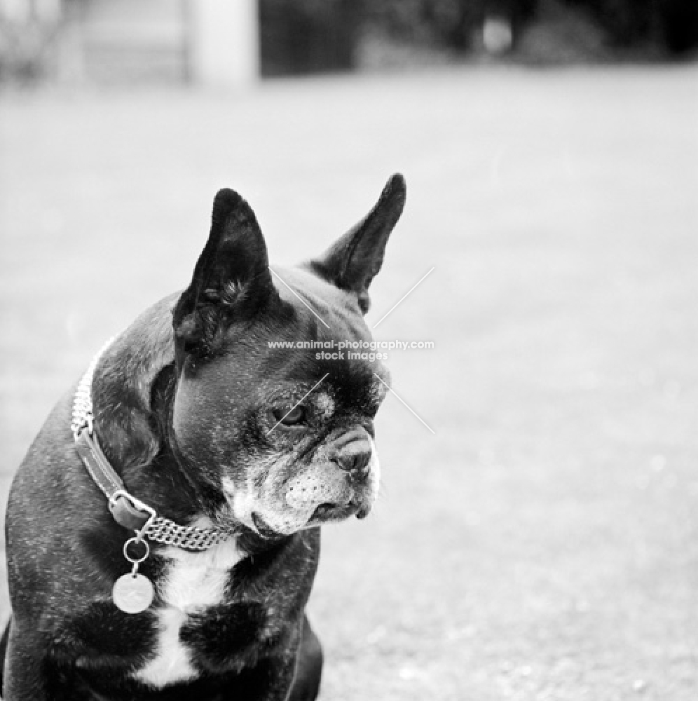 old french bulldog looking down