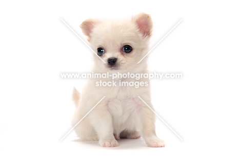 smooth coated Chihuahua puppy on white background