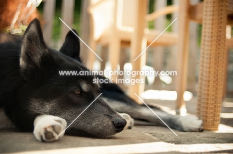 Husky Crossbreed resting on terrace