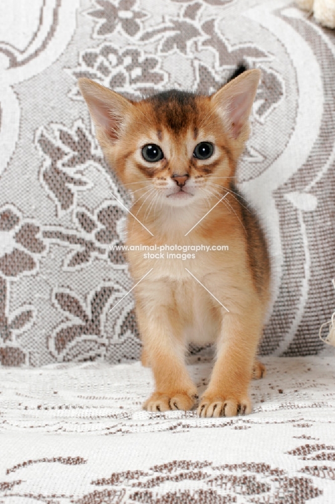 ruddy Abyssinian kitten looking at camera