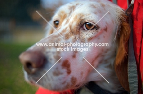 beautiful orange Belton Setter