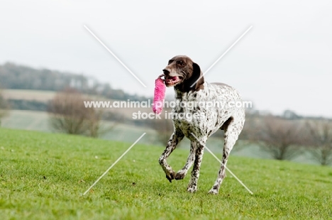 German Shorthaired Pointer playing
