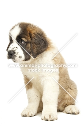 Saint Bernard puppy sitting down in studio