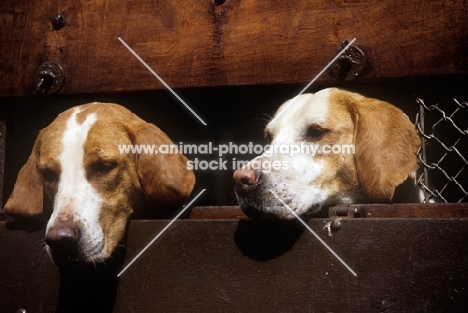 foxhounds in hound trailer at the hound show, peterborough, 