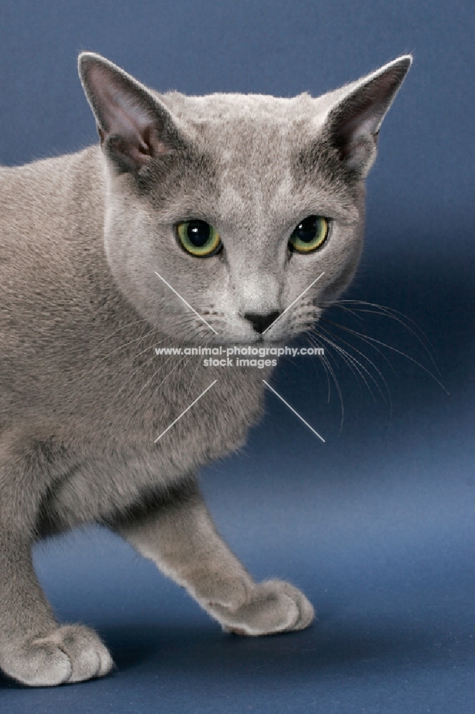 male Russian Blue cat