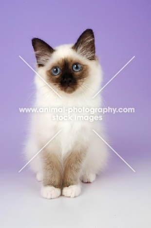 seal pointed Birman kitten front view, on pastel background