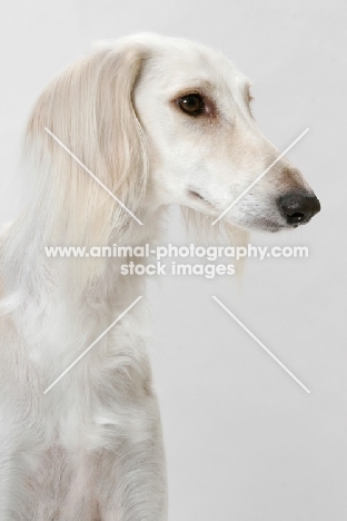 Saluki, head study in studio