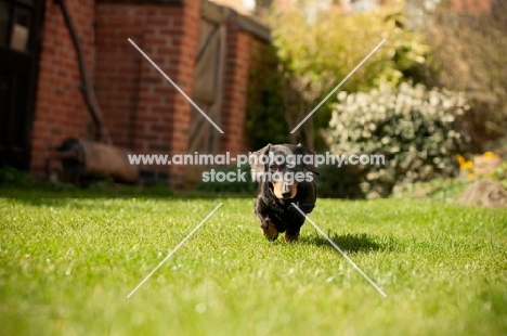 Miniature Smooth Dachshund walking towards camera in garden