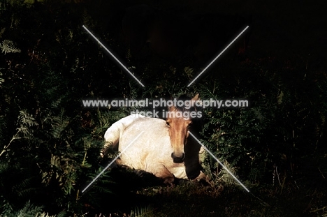 new forest pony lying on bracken