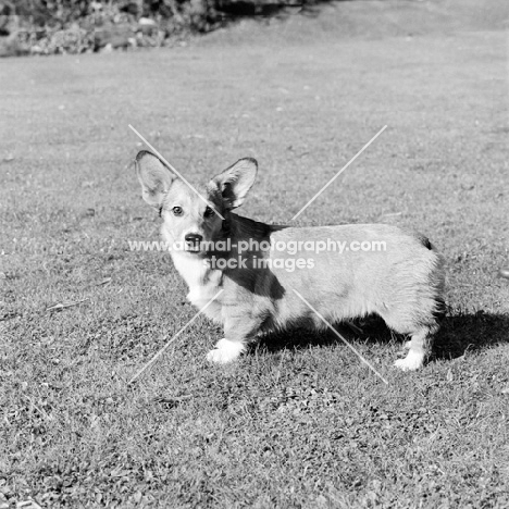 pembroke corgi puppy