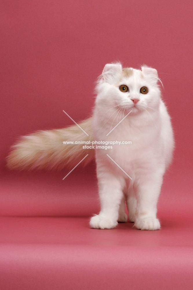 Cream Silver Mackerel Tabby & White, American Curl Longhair, looking away