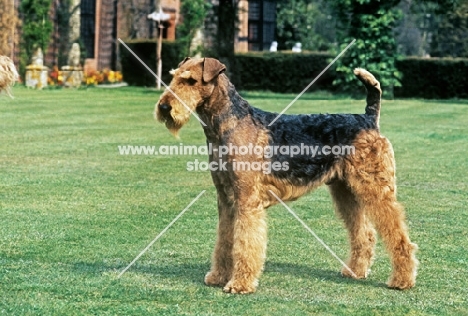 ch. jokyl smart guy, airedale posing on a lawn