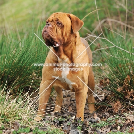 alert Dogue de Bordeaux