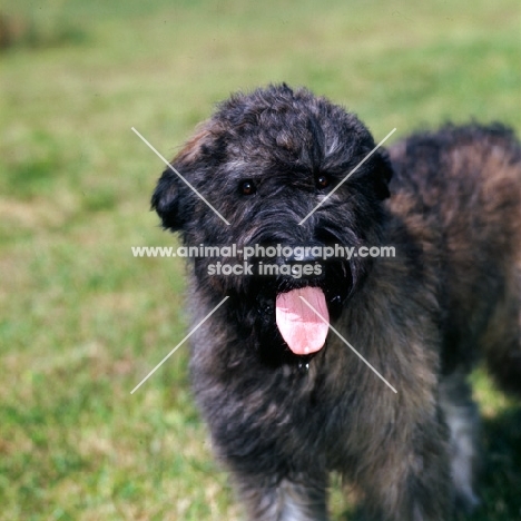 bouvier des flandres standing on grass, portrait