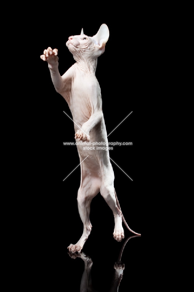 odd-eyed sphynx standing on hind legs