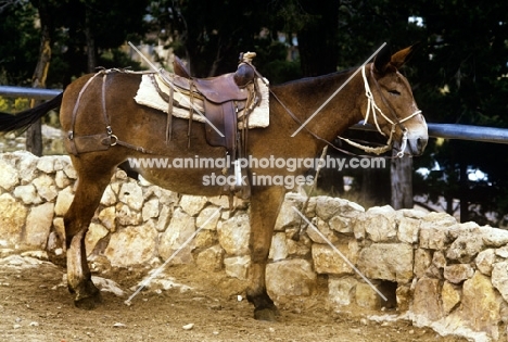 mule tethered at bright angel trail, grand canyon