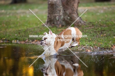 Bulldog jumping into water