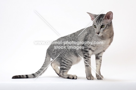 Oriental Shorthair looking away on white background, Silver Spotted Tabby