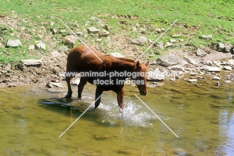 quarter horse crossing water