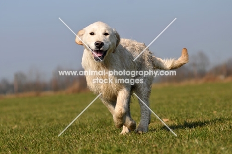 young Golden Retriever running in field