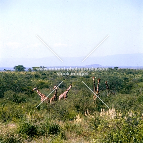 six giraffes from a distance, samburu np, africa