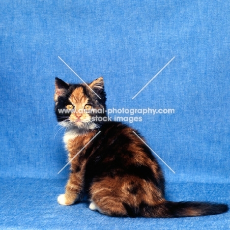 tortoiseshell and white short hair kitten 