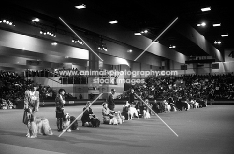 junior handing at crufts 1993