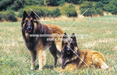 two fawn Tervueren dogs in a field