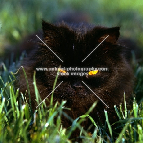 long hair black cat with slit eyes lurking in grass