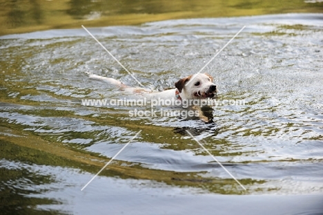 Parson Russell Terrier swimming in water