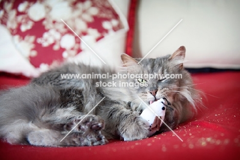 cat licking paw, grooming