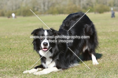 Border Collie eager to play