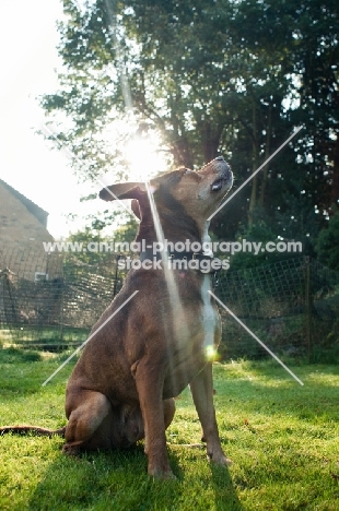 Staffordshire Bull Terrier cross Beagle posing for treat in garden