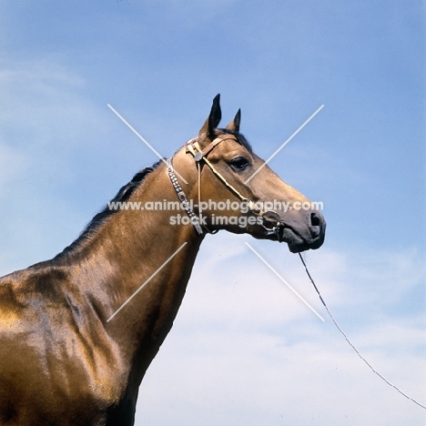 head study of akhal teke with decorated bridle in russia