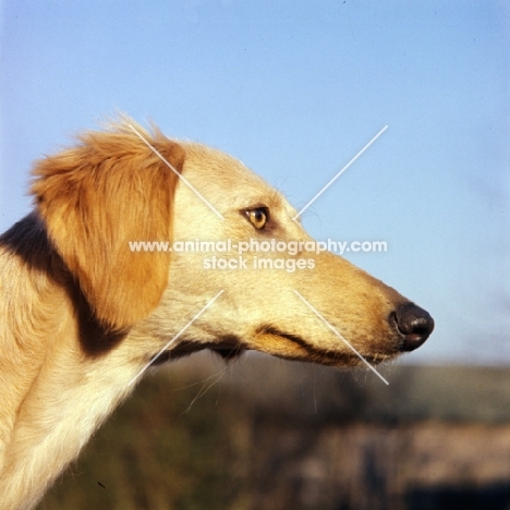 young saluki  from windswift kennels, portrait