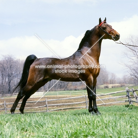 serenity march heir, morgan stallion, modern