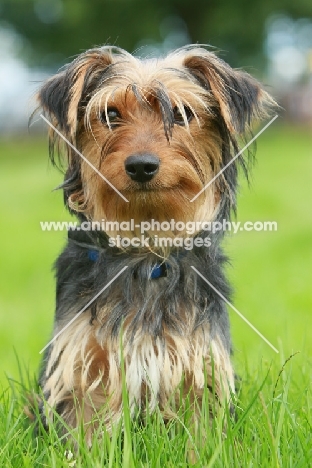 Yorkshire Terrier sitting on grass