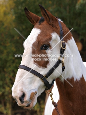 Cob wearing halter