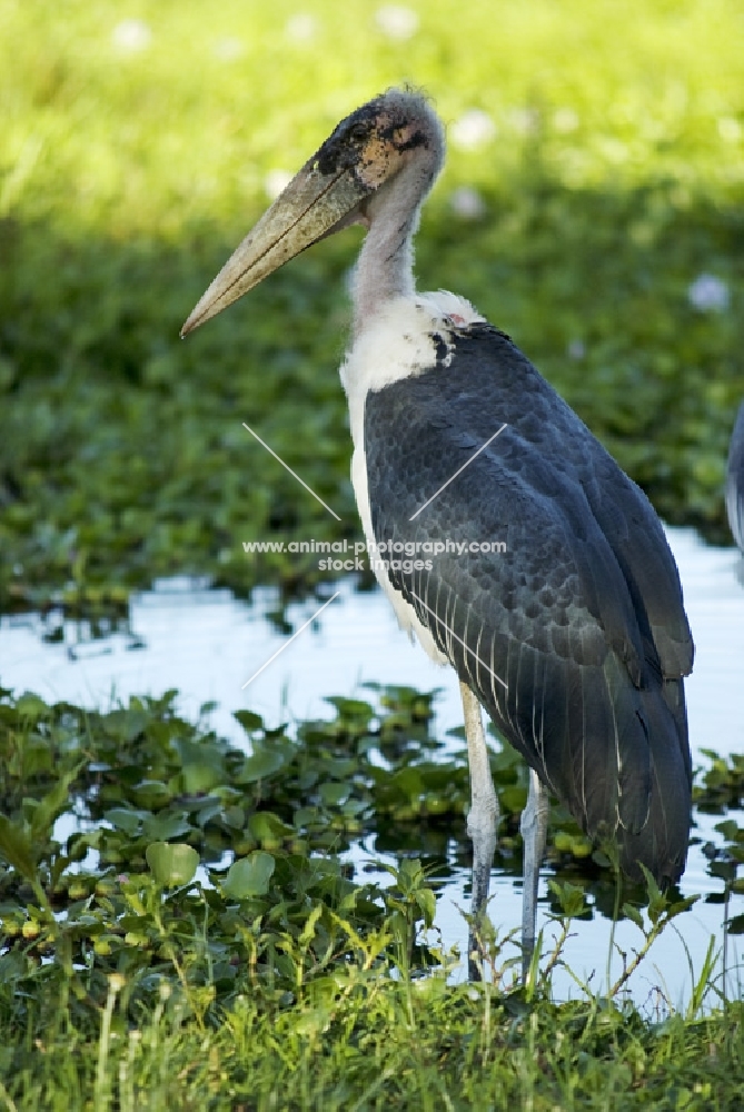 marabou stork standing in wetland