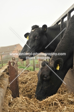 two Holstein Friesian cows